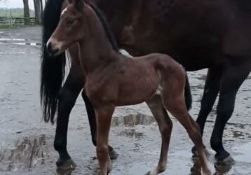 1e veulen van Mac Madison geboren!